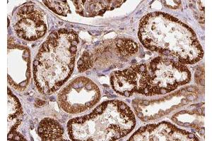 ABIN6278177 at 1/100 staining Human kidney tissue by IHC-P. (RNLS antibody  (C-Term))