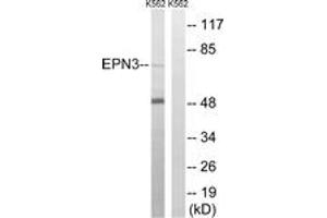 Western blot analysis of extracts from K562 cells, using EPN3 Antibody. (EPN3 antibody  (AA 401-450))