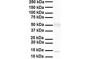 WB Suggested Anti-Pou3f3 antibody Titration: 1 ug/mL Sample Type: Human heart (POU3F3 antibody  (C-Term))