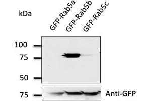 Western Blotting (WB) image for anti-RAB5B, Member RAS Oncogene Family (RAB5B) (C-Term) antibody (ABIN1439995) (RAB5B antibody  (C-Term))