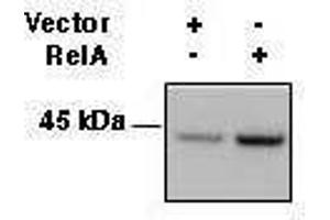 Western Blotting (WB) image for anti-Major Histocompatibility Complex, Class I, A (HLA-A) antibody (ABIN2665034) (HLA-A antibody)