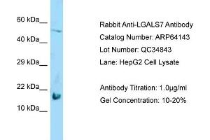 Western Blotting (WB) image for anti-Galectin 7 (LGALS7) (Middle Region) antibody (ABIN2789744) (LGALS7 antibody  (Middle Region))