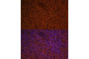 Immunofluorescence analysis of human spleen using CCL19 Polyclonal Antibody (ABIN7266300) at dilution of 1:100 (40x lens). (CCL19 antibody  (AA 22-95))