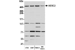 Western Blotting (WB) image for anti-Hect Domain and RLD 2 (HERC2) (AA 4784-4834) antibody (ABIN7450322) (HERC2 antibody  (AA 4784-4834))