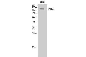 Western Blotting (WB) image for anti-PTK2B Protein tyrosine Kinase 2 beta (PTK2B) (Ser374) antibody (ABIN3177055) (PTK2B antibody  (Ser374))