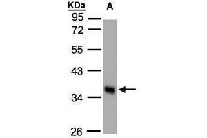 WB Image Sample(30 ug whole cell lysate) A:HeLa S3, 10% SDS PAGE antibody diluted at 1:1000 (PLSCR1 antibody)