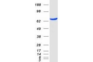 Validation with Western Blot