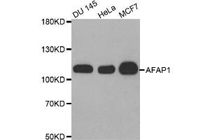 Western Blotting (WB) image for anti-Actin Filament Associated Protein 1 (AFAP1) antibody (ABIN1870854) (AFAP antibody)