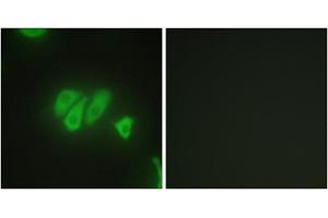 Immunofluorescence analysis of HepG2 cells, using PDZD2 antibody. (PDZD2 antibody  (N-Term))
