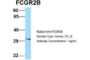 Host: Rabbit Target Name: FCGR2B Sample Type: 721_B Antibody Dilution: 1. (FCGR2B antibody  (C-Term))
