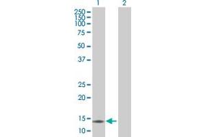 Western Blot analysis of CCL21 expression in transfected 293T cell line by CCL21 MaxPab polyclonal antibody. (CCL21 antibody  (AA 1-134))