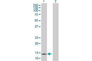 Western Blot analysis of CCL21 expression in transfected 293T cell line by CCL21 MaxPab polyclonal antibody.