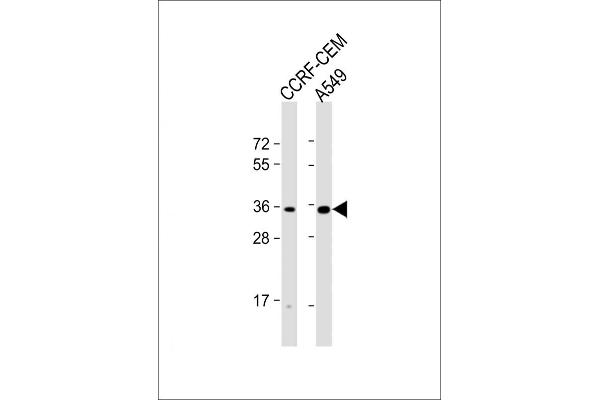 OR2A42 Antikörper  (C-Term)