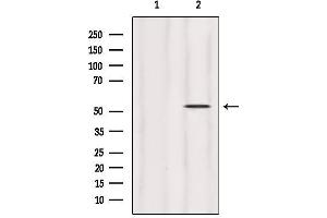 Western blot analysis of extracts from HepG2, using HERP Antibody. (HERPUD1 antibody  (N-Term))