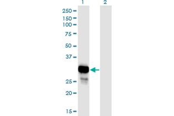 PNP antibody  (AA 1-289)