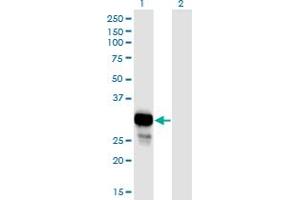 Western Blot analysis of NP expression in transfected 293T cell line by NP monoclonal antibody (M01), clone 6E5. (PNP antibody  (AA 1-289))