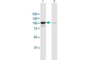 Western Blot analysis of MARS expression in transfected 293T cell line by MARS MaxPab polyclonal antibody.