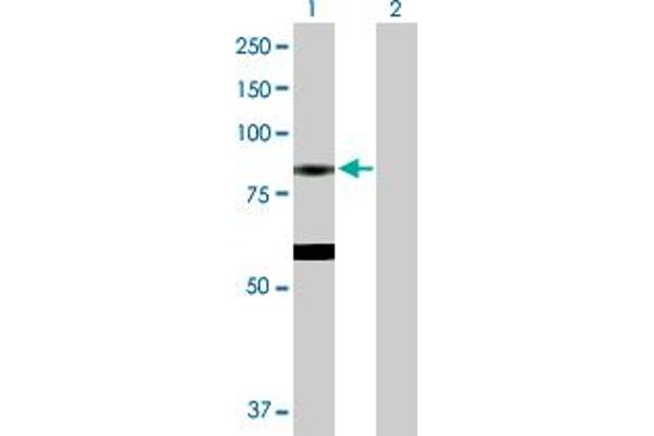 EPX antibody  (AA 1-715)