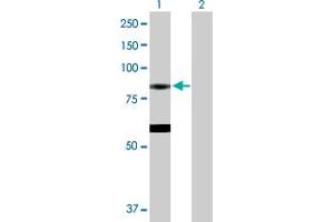 Western Blot analysis of EPX expression in transfected 293T cell line by EPX MaxPab polyclonal antibody. (EPX antibody  (AA 1-715))