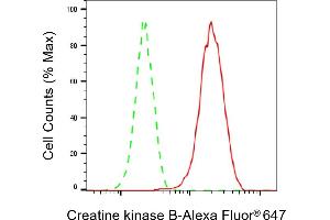 Flow cytometric analysis of Creatine kinase B expression in HAP-1 cells using Creatine kinase B antibody (ABIN7798161), 1:2,000).