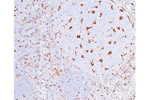 IHC testing of human tonsil (10X) stained with CD68 antibody (C68/684). (CD68 antibody)