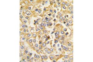 NPR1 antibody  (N-Term)