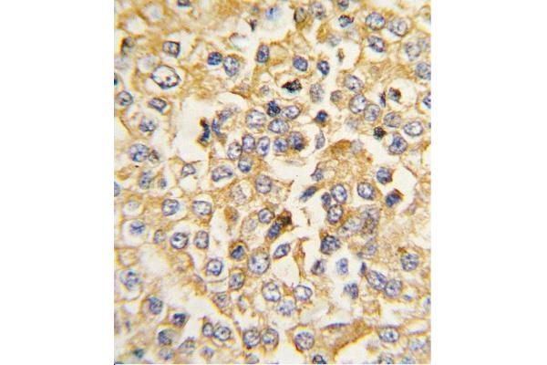 NPR1 antibody  (N-Term)