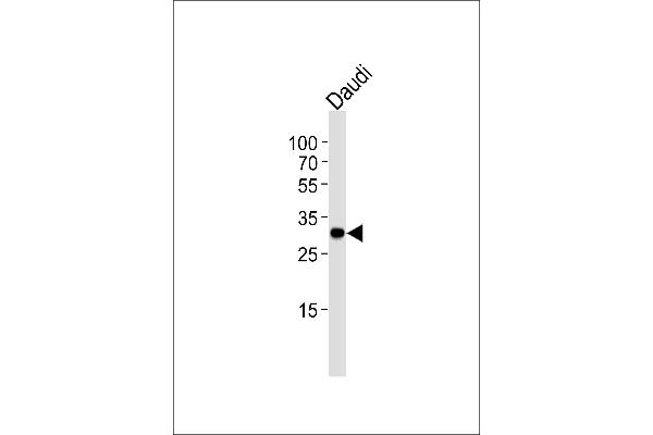 BCL10 antibody  (AA 1-143)