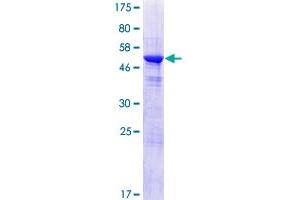 PBLD1 Protein (AA 1-288) (GST tag)