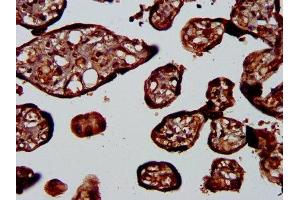 IHC image of ABIN7163316 diluted at 1:400 and staining in paraffin-embedded human placenta tissue performed on a Leica BondTM system. (PLA1A antibody  (AA 293-398))