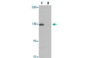 Western blot analysis of RAPGEF4 in rat liver tissue with RAPGEF4 polyclonal antibody  at 1 ug/mL in (lane 1) the absence and (lane 2) the presence of blocking peptide. (RAPGEF4 antibody  (N-Term))