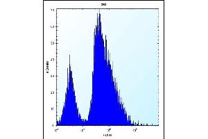 VSNL1 Antibody (Center) (ABIN656135 and ABIN2845474) flow cytometric analysis of 293 cells (right histogram) compared to a negative control cell (left histogram). (VSNL1 antibody  (AA 47-75))