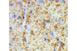 IHC-P analysis of Brain tissue, with DAB staining. (CXCL14 antibody  (AA 23-99))