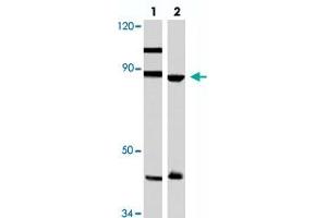 Western blot analysis of Hela (lane 1) and A-549 (lane 2) cell lysate with TPX2 polyclonal antibody .