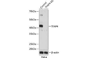 Western blot analysis of extracts from normal (control) and TF knockout (KO) HeLa cells, using TF antibody (ABIN7270888) at 1:500 dilution. (TFAP4 antibody)
