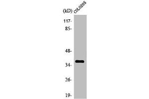 OR4A15 antibody  (C-Term)