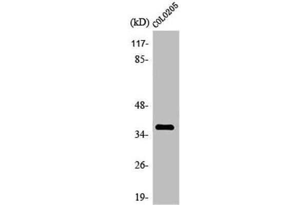 OR4A15 antibody  (C-Term)