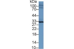 Western blot analysis of Mouse Heart lysate, using Mouse SPRY2 Antibody (1 µg/ml) and HRP-conjugated Goat Anti-Rabbit antibody (