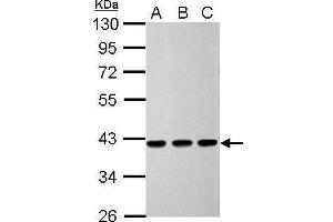 WB Image Sample (30 ug of whole cell lysate) A: 293T B: HeLa C: HepG2 10% SDS PAGE antibody diluted at 1:5000 (CNN3 antibody)