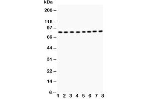 Western blot testing of BRAF antibody and Lane 1:  rat testis tissue (BRAF antibody  (AA 38-230))