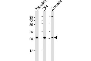 All lanes : Anti-Zebrafish ak2 Antibody (N-term) at 1:2000 dilution Lane 1: Zebrafish lysate Lane 2: ZF4 whole cell lysate Lane 3: Zebrafish muscle lysate Lysates/proteins at 20 μg per lane. (Adenylate Kinase 2 antibody  (N-Term))