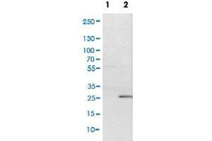 Western Blot (Cell lysate) analysis of (1) NIH-3T3 cell lysate and (2) NBT-II cell lysate (Rat Wistar bladder tumour cells).