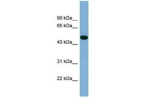 WB Suggested Anti-IRX1 Antibody Titration:  0.