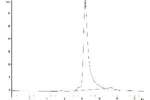 The purity of Mouse PSMA is greater than 95 % as determined by SEC-HPLC. (PSMA Protein (AA 45-752) (His tag))