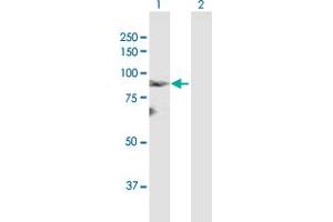 Western Blot analysis of LZTS2 expression in transfected 293T cell line by LZTS2 MaxPab polyclonal antibody. (LZTS2 antibody  (AA 1-669))