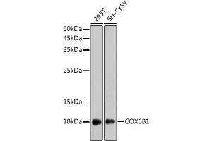 Western blot analysis of extracts of various cell lines, using COX6B1 antibody (ABIN7266642) at 1:1000 dilution. (COX6B1 antibody)