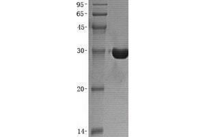 Validation with Western Blot (Esterase D Protein (ESD))