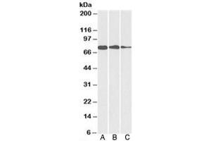 Western blot testing of A) HepG2, B) HeLa and C) MCF7 cell lysate with GRP78 antibody at 0. (GRP78 antibody)