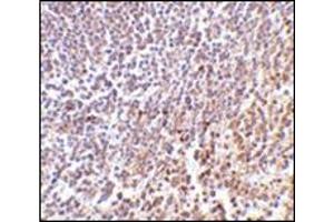 Immunohistochemistry of MD-1 in human spleen tissue with this product at 2 μg/ml. (LY86 antibody  (C-Term))