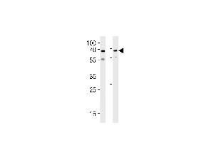 PLIC1 Antibody (P34) (ABIN388971 and ABIN2839214) western blot analysis in SH-SY5Y,U87-MG cell line lysates (35 μg/lane). (Ubiquilin 1 antibody  (N-Term))